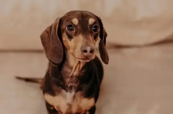 Lost Choc/Tan Mini Dachshund - Bunya Pine St