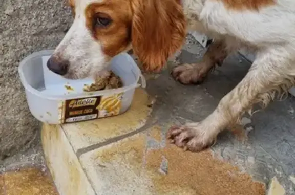 Chien tacheté trouvé à Ganac - photo