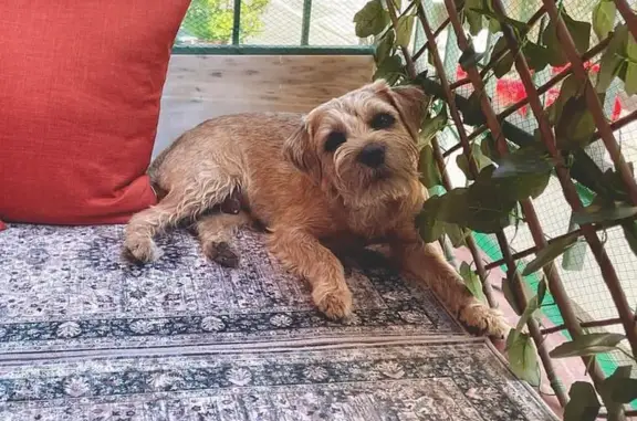 ¡Ayuda! Border Terrier Perdido en Valencia