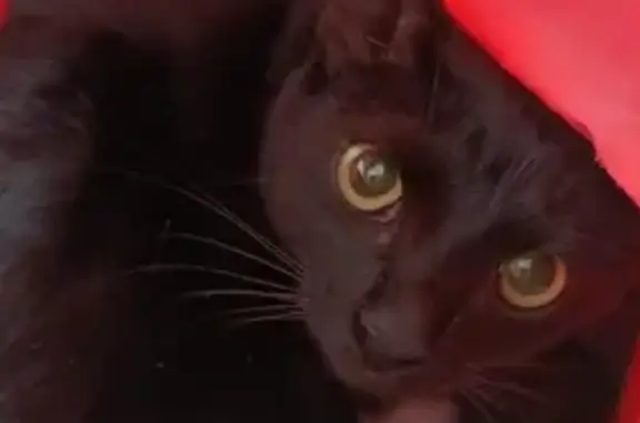 Gatos perdidos, , foto: ¡Ayuda! Gata Luna Perdida en La Cuesta