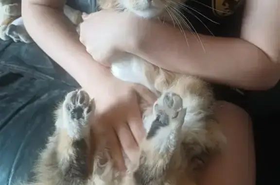 Chatte trouvée, enceinte? - photo