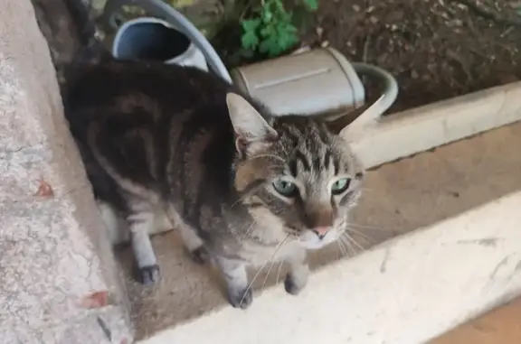 Animaux trouvés , photo: Chat errant à Mercuès, Rue Écluse