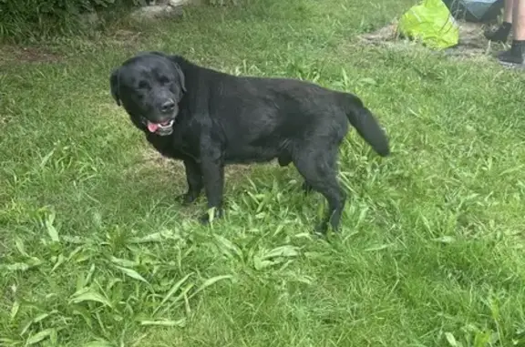 Labrador noir perdu à Villeneuve - photo