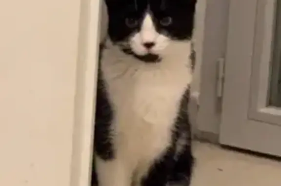 Chat perdu, Gradignan, photo: Chat noir et blanc perdu à Gradignan