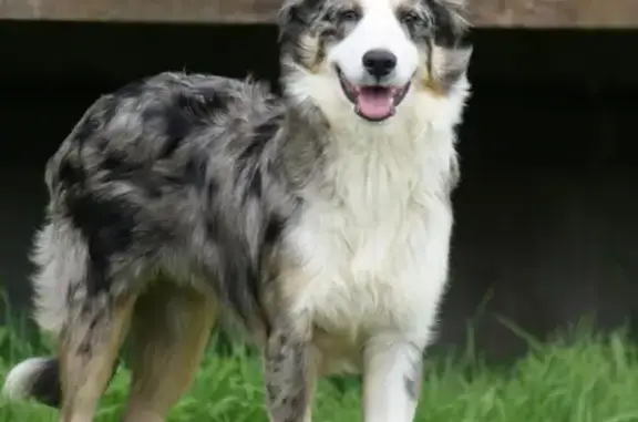Chien perdu , photo : Chiot Border Collie perdu à Bourthes