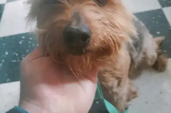 Chien croisé trouvé D38 Guissény - photo