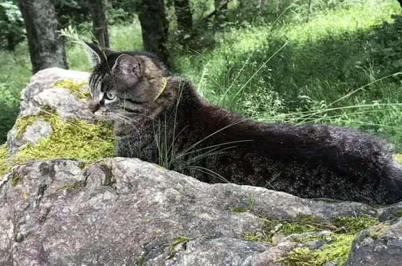 Chat tigré Laëtitia trouvé à St-Étienne - photo