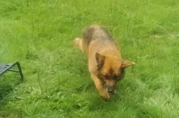 Chien retrouvé par chat miaulant - photo