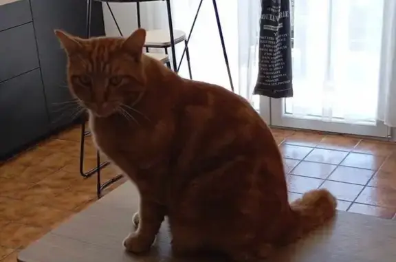 Animaux perdus Vif, photo: Chat roux nommé Guismo perdu