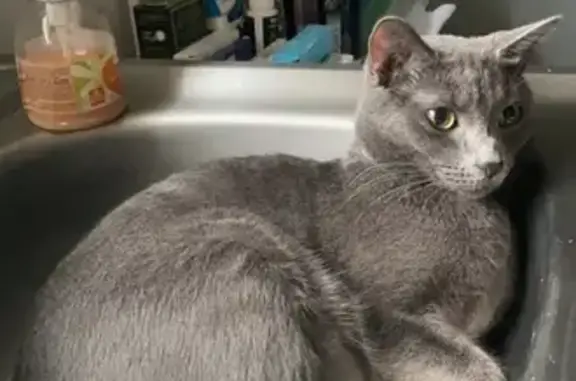Animaux perdus Sainghin-en-Weppes, photo: Chat gris perdu à Sainghin-en-W
