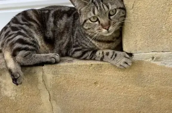 Chat trouvé, Metz (ff511466) - photo