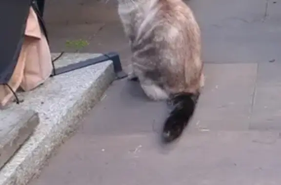 Animaux perdus Champigny-sur-Marne, photo: Chat disparu Fille, Champigny-sur-Marne (fl511473)