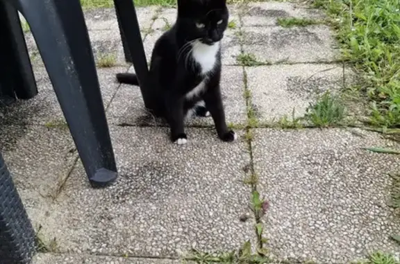 Chat trouvé, Reims (ff511475) - photo
