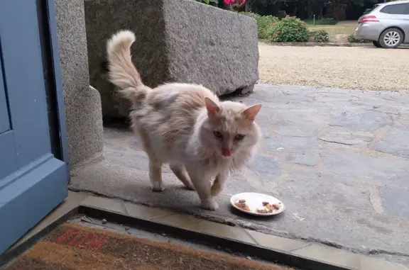 Chat trouvé, Roz-Landrieux (ff511476) - photo