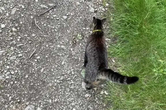Chat trouvé Garçon, Saint-Étienne (ff511478) - photo