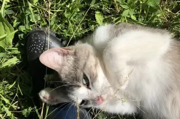 Chat trouvé Cherves-Richemont, photo: Chat trouvé Fille, Cherves-Richemont (ff511484)