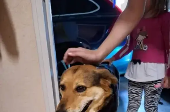 Animaux trouvés Villers-le-Lac, photo: Chien trouvé Fille, Villers-le-Lac (ff511487)