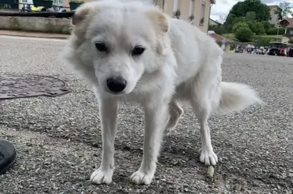 Animaux trouvés , photo: Chien trouvé Garçon (ff511488)
