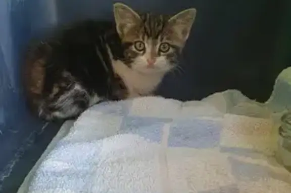 Chat trouvé, Saint-Martin-de-Crau (ff511500) - photo