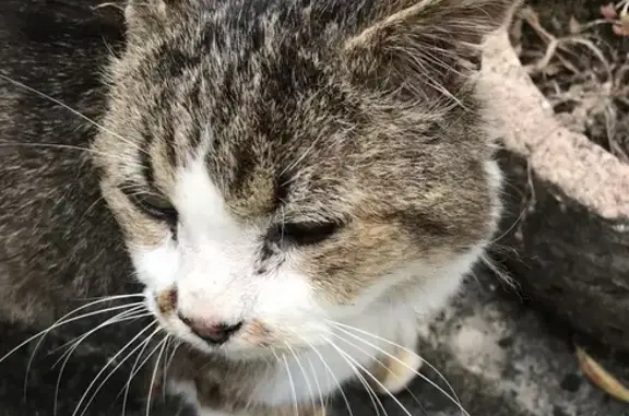 Chat trouvé Garçon, Pibrac (ff511501) - photo