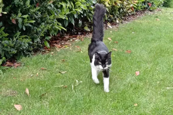 Animaux trouvés , photo: Chat trouvé Fille (ff511502)