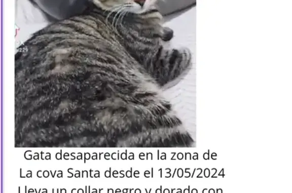 Gatos perdidos, , foto: gato perdida