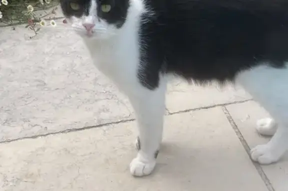 Chat trouvé Garçon, Saint-Just-Saint-Rambert (ff511506) - photo