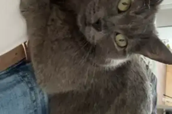 Chat perdu, , photo: Chat disparu Fille (fl511504)
