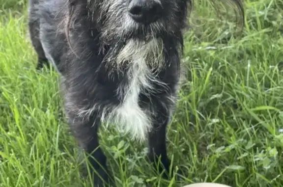 Chien trouvé (ff511507) - photo