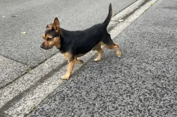 Chien trouvé Garçon, Bruay-la-Buissière (ff511515) - photo