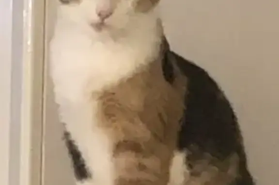 Chat perdu, Douarnenez, photo: Chat disparu Fille, Douarnenez (fl511516)