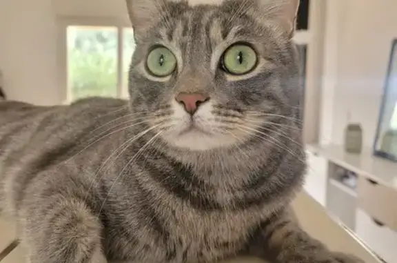 Animaux perdus Calvi, photo: Chat disparu Garçon, Calvi (fl511517)