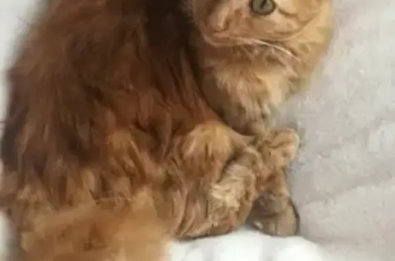 Chat perdu, Villenave-d'Ornon, photo: Chat disparu Fille, Villenave-d'Ornon (fl511518)