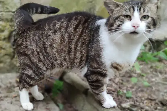Animaux trouvés , photo: Chat trouvé (ff511524)