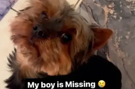 Missing dog, Tampa