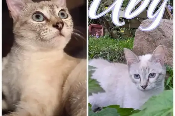 Chat perdu, Plancoët, photo: Chat disparu Fille, Plancoët (fl511531)