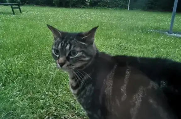 Chat trouvé, Proville (ff511533) - photo