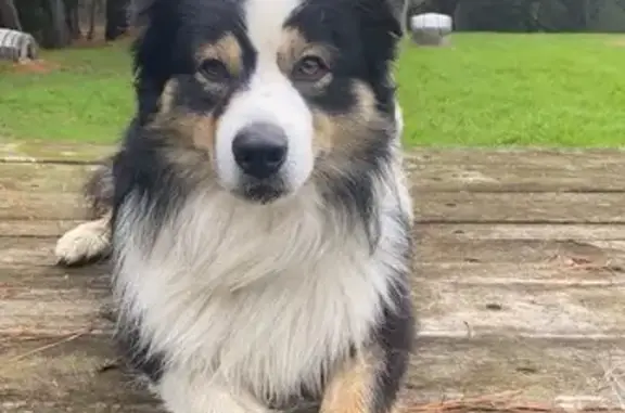 Missing dog , photo: Lost dog