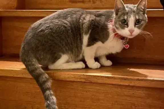 Chat trouvé, Amiens (ff511535) - photo