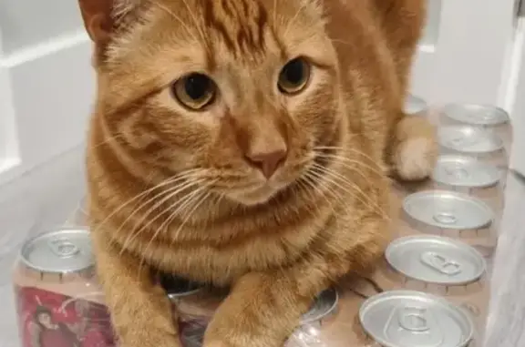 Gato perdido