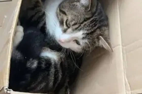 Animaux perdus , photo: Chat disparu Garçon (fl511545)