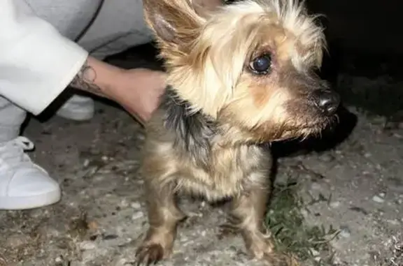 Chien trouvé Fille (ff511547) - photo