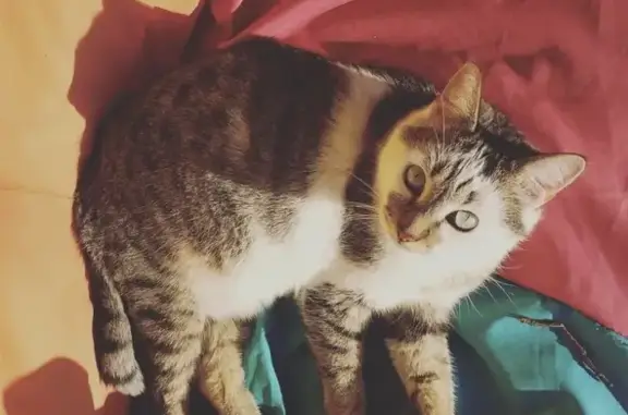 Chat perdu, , photo: Chat disparu Garçon (fl511549)