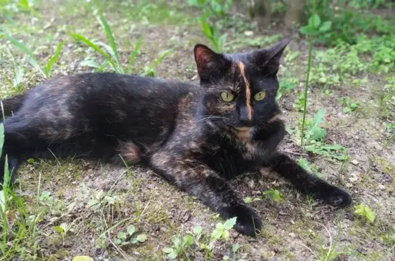 Chat perdu, Jouy-le-Moutier, photo: Chat disparu Fille, Jouy-le-Moutier (fl511550)