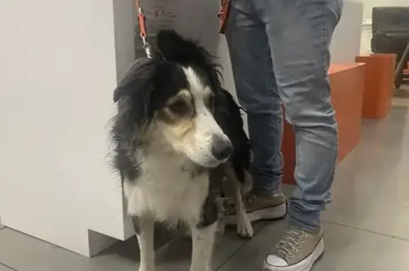 Chien trouvé Allauch, photo: Chien trouvé, Allauch (ff511552)