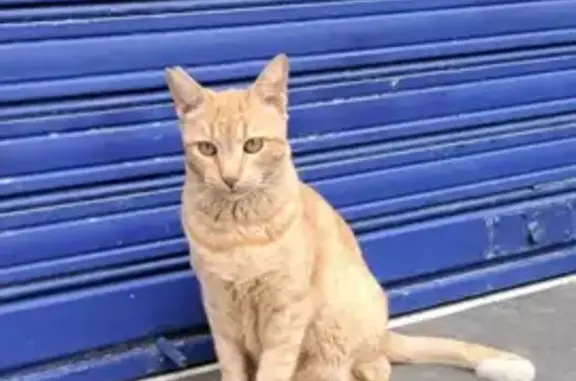 Gato perdido, Sevilla