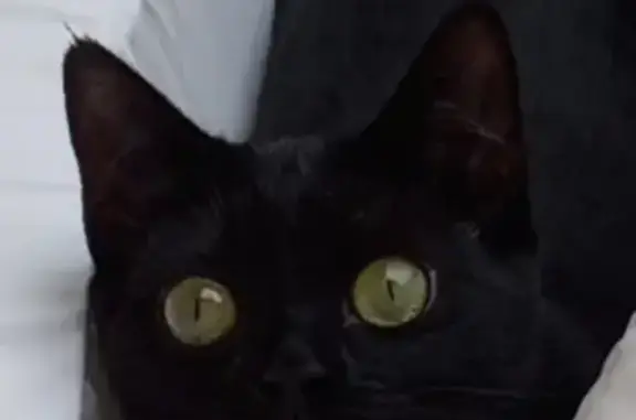 Chat perdu, Malaucène, photo: Chat disparu, Malaucène (fl511555)