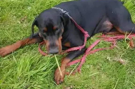 Chien disparu Garçon, Rouen (fl511557) - photo