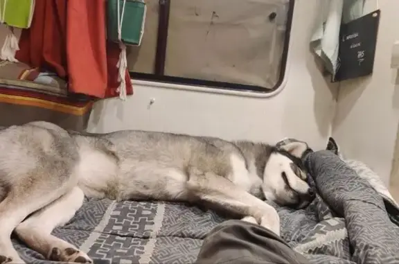 Chien disparu Fille, Berre-l'Étang (fl511558) - photo
