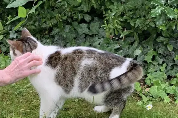 Chat trouvé, Lille (ff511564) - photo